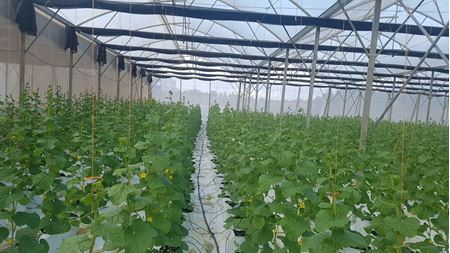 HỆ THỐNG NHÀ MÀNG CÔNG NGHỆ CAO