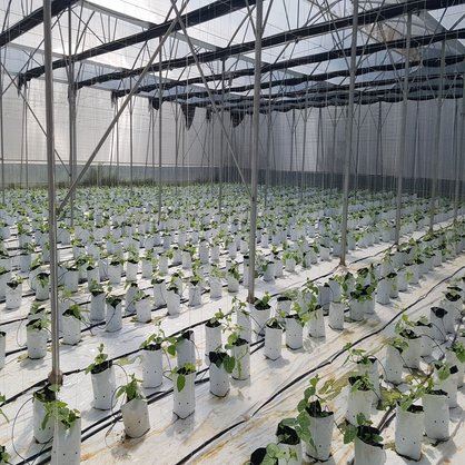 Biofuel Energy