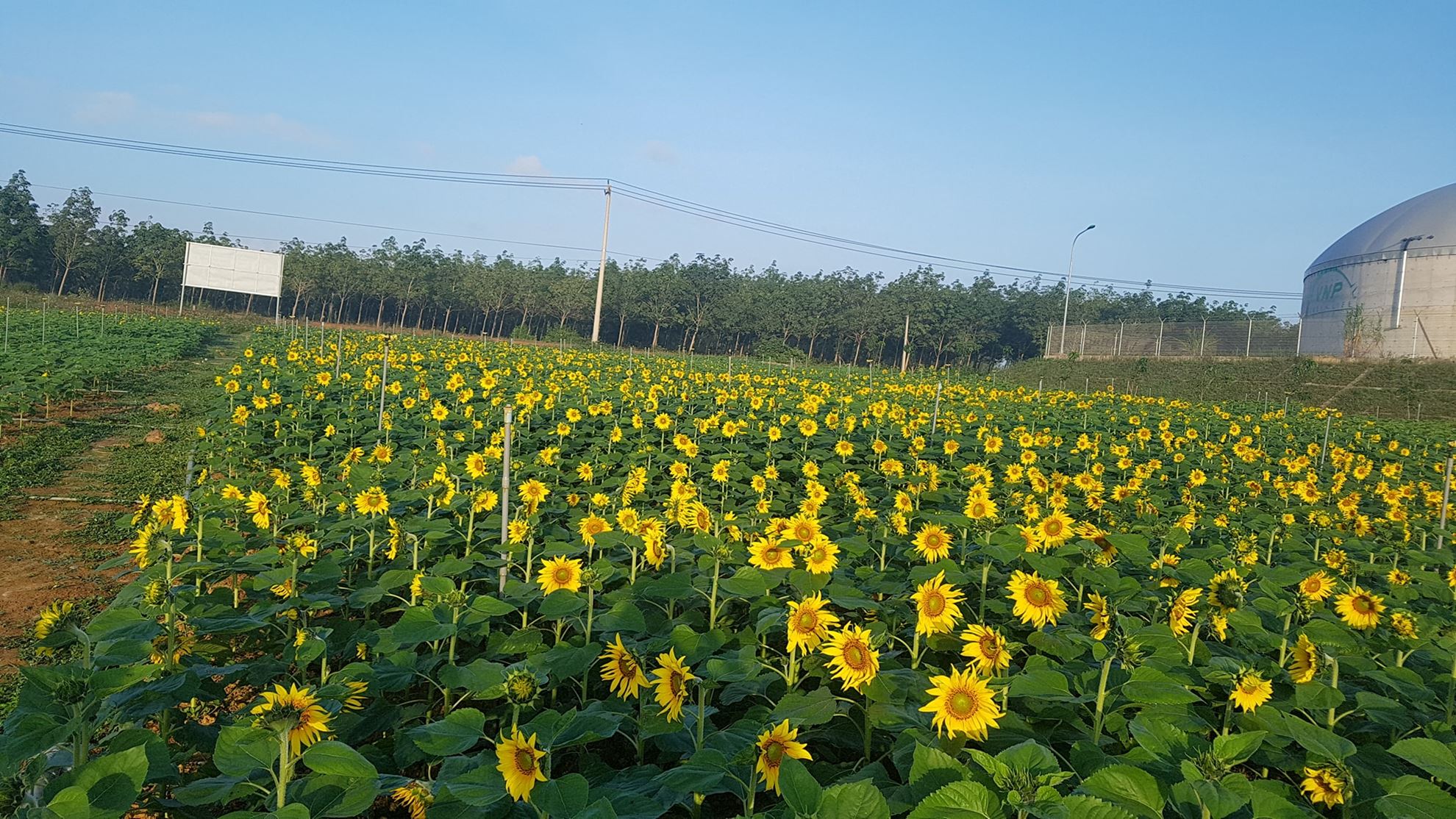 Biofuel Energy