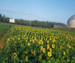 MỞ CỬA CHO KHÁCH VÀO THAM QUAN KHU NÔNG NGHIỆP ỨNG DỤNG CÔNG NGHỆ CAO