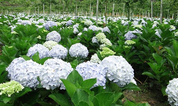 Biofuel Energy